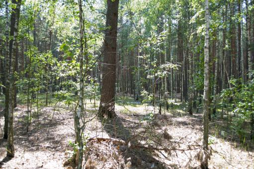 Free Stock Photo of Forest
