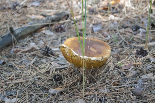 Free Stock Photo of White mushroom
