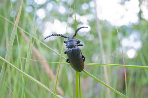 Free Stock Photo of Beetle