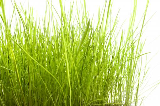 Free Stock Photo of Tall Green Grass 