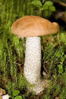 Free Stock Photo of mushroom