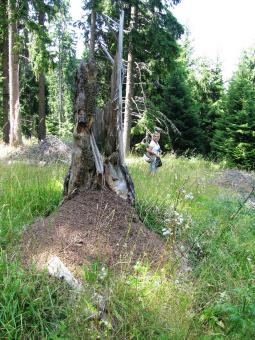 Free Stock Photo of Large anthill of red ant
