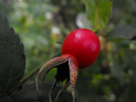 Free Stock Photo of Red Seed