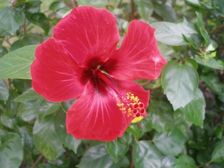 Free Stock Photo of Flower beautiful