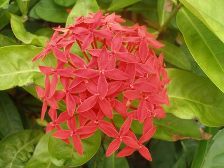Free Stock Photo of Flower beautiful