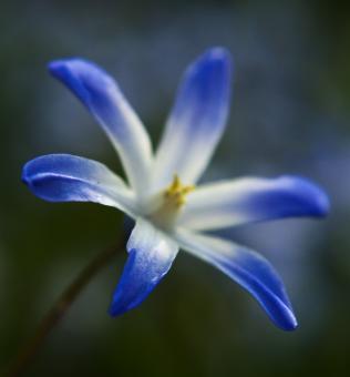 Free Stock Photo of Blue Chionodoxia