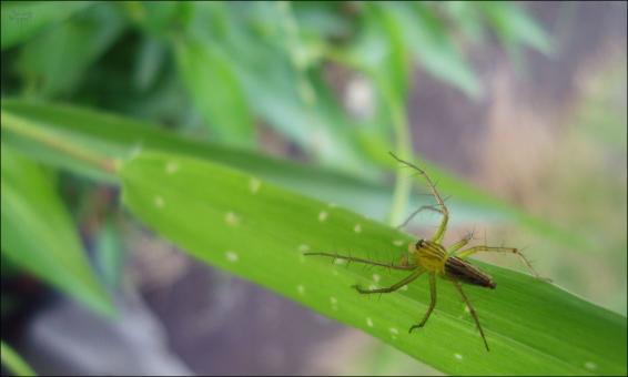 Free Stock Photo of Spider on leaf