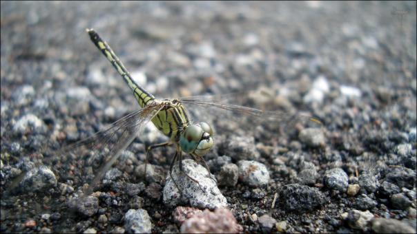 Free Stock Photo of Dragonfly
