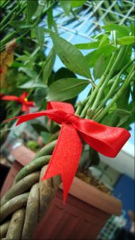 Free Stock Photo of Flowers with a bow