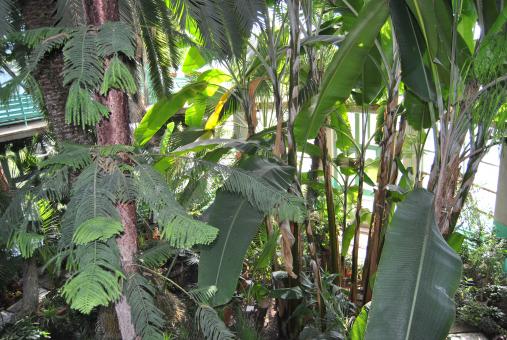 Free Stock Photo of Green Leaves