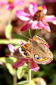 Free Stock Photo of Flower with butterfly