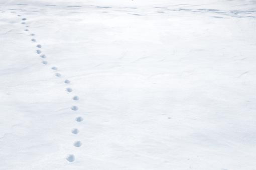 Free Stock Photo of Snow with tracks