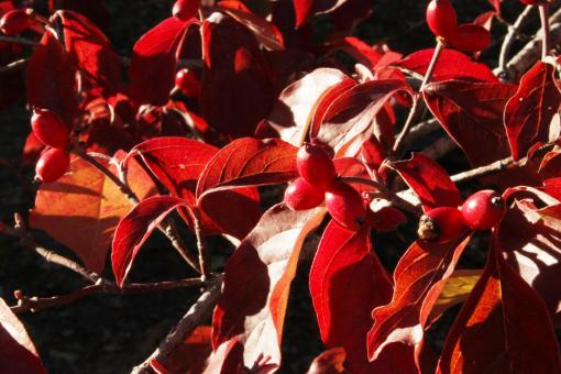 Free Stock Photo of Red Leaves