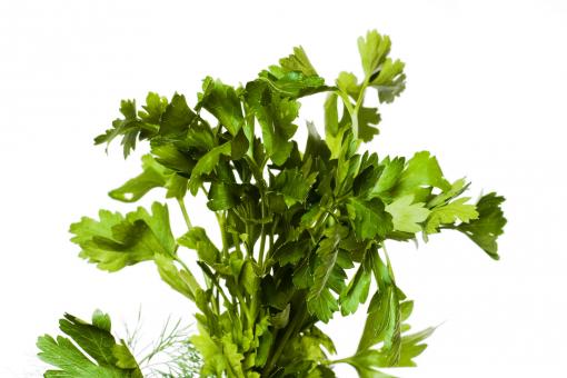 Free Stock Photo of Plant 