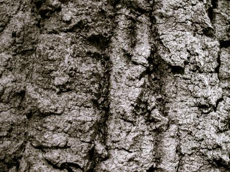 Free Stock Photo of Wood crust