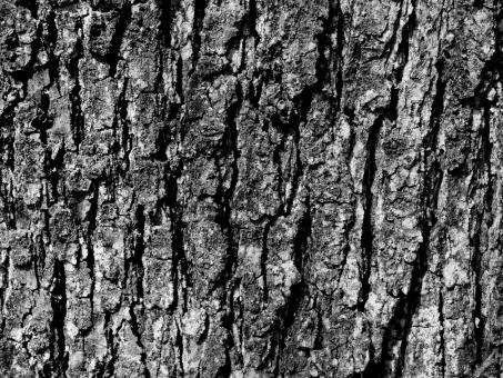 Free Stock Photo of Wooden crust