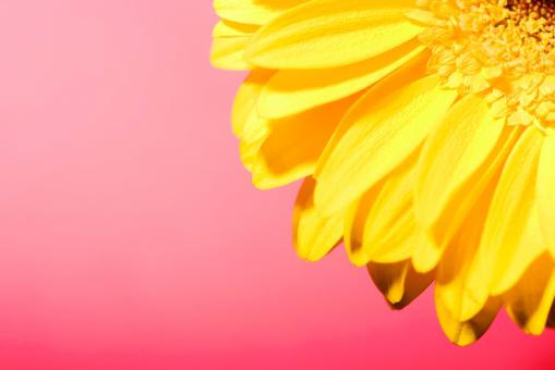 Free Stock Photo of Beautiful flower