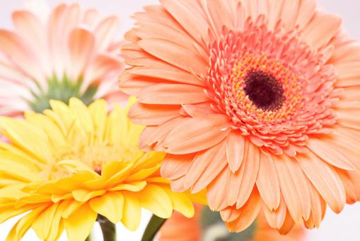 Free Stock Photo of Beautiful flower background