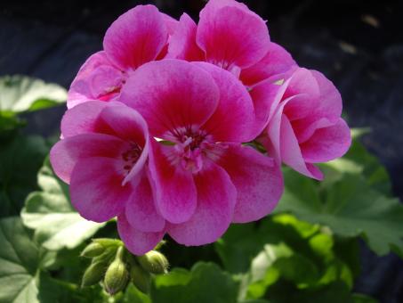 Free Stock Photo of Pelargonia