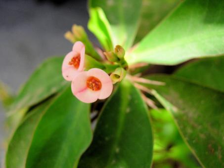 Free Stock Photo of Typical Canary Island Flower 