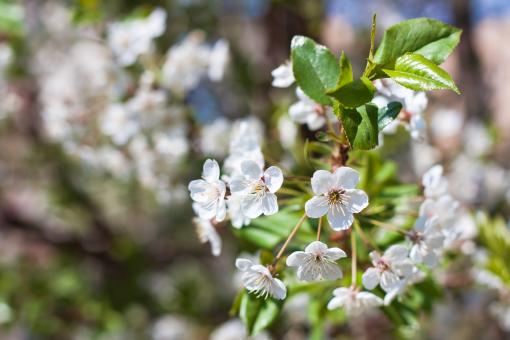 Free Stock Photo of flowers