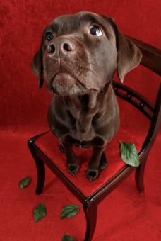 Free Stock Photo of Labrador dog on chair
