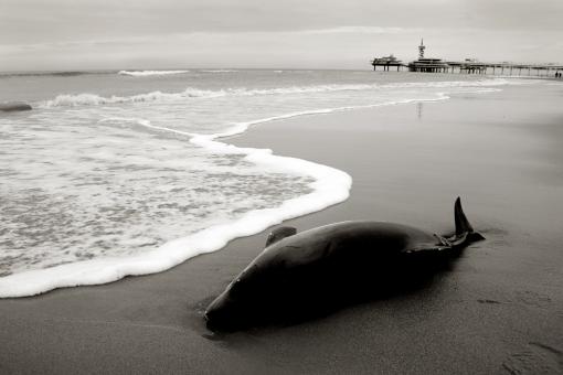Free Stock Photo of Dolphin washed to shore