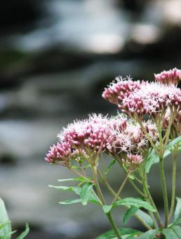 Free Stock Photo of Flowers