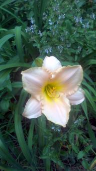 Free Stock Photo of Pink yellow lily