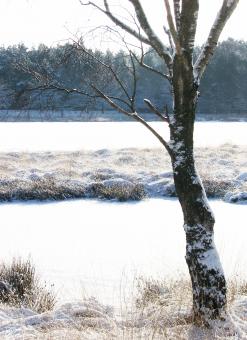 Free Stock Photo of winter lake with snow