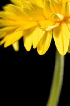 Free Stock Photo of Yellow flower