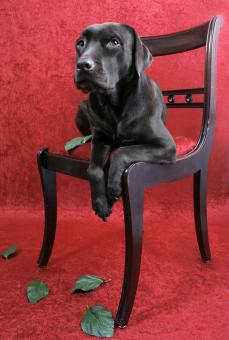 Free Stock Photo of Labrador dog on chair