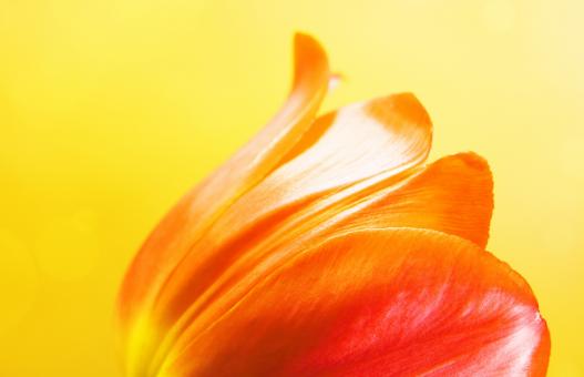 Free Stock Photo of Tulip on yellow
