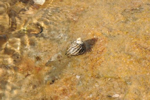 Free Stock Photo of Hermit Crab Shell