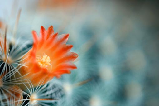 Free Stock Photo of Cactus Flower Macro