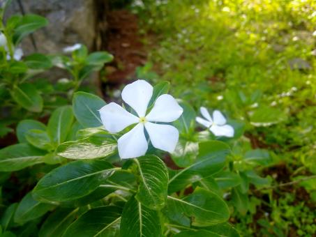 Free Stock Photo of White Savam Nari Flower
