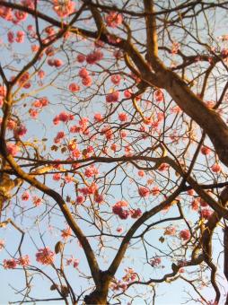Free Stock Photo of Ipe tree pink