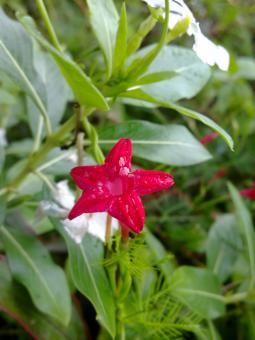 Free Stock Photo of Red Flower