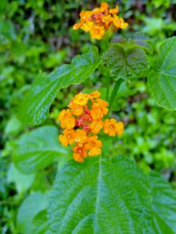 Free Stock Photo of Orange Flowers