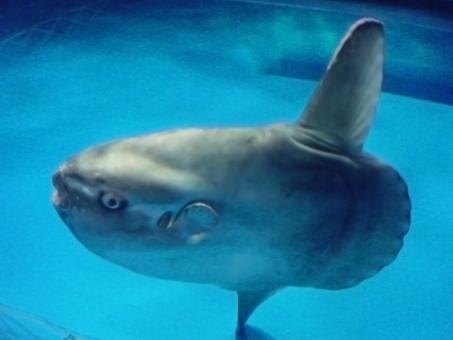 Free Stock Photo of Mambo fish