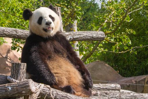Free Stock Photo of Giant panda