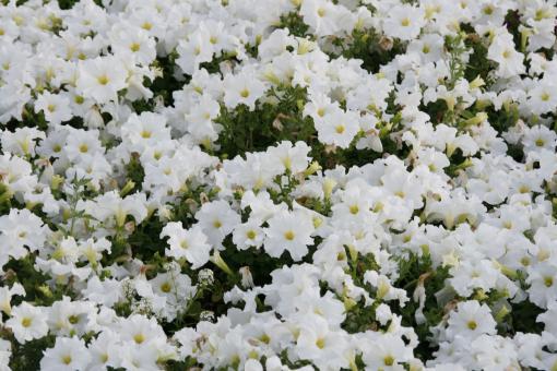 Free Stock Photo of Flower Background