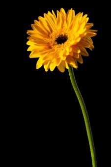 Free Stock Photo of Yellow Flower