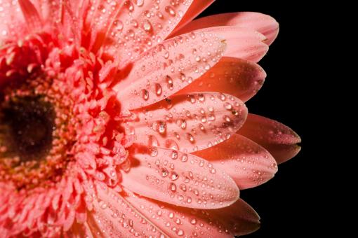 Free Stock Photo of Pink flower with droplets