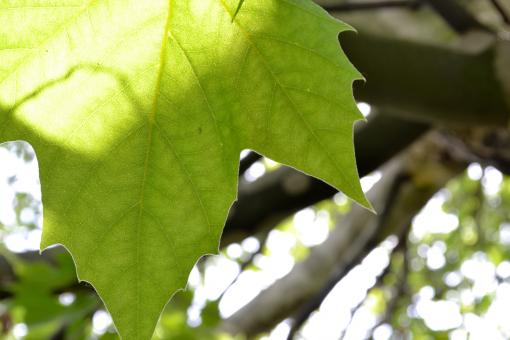 Free Stock Photo of Green leaf