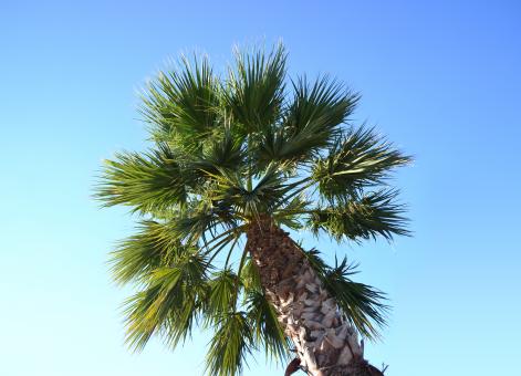 Free Stock Photo of Palm tree