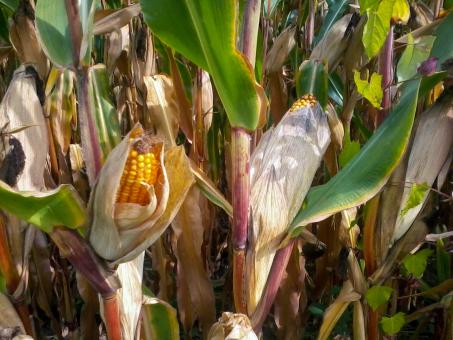 Free Stock Photo of Opening corncobs