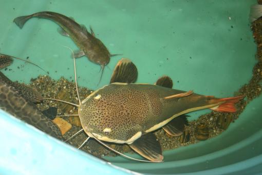 Free Stock Photo of Bullhead meets Redtail Catfish