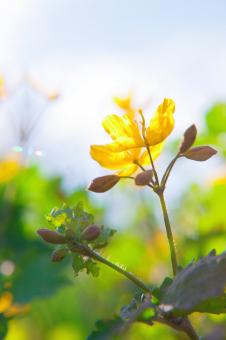 Free Stock Photo of Yellow flower