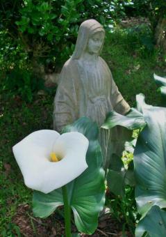 Free Stock Photo of Blessed Virgin with Calla Lily